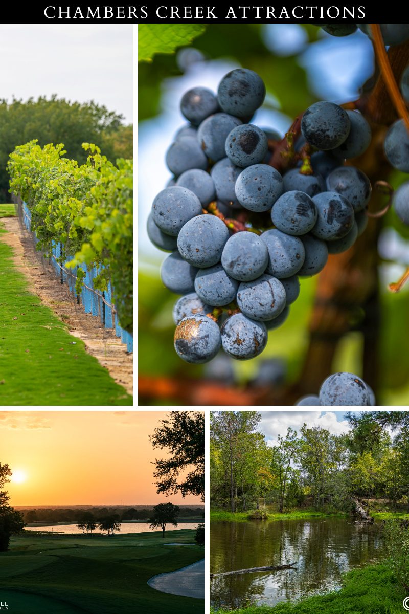 chambers creek vineyard